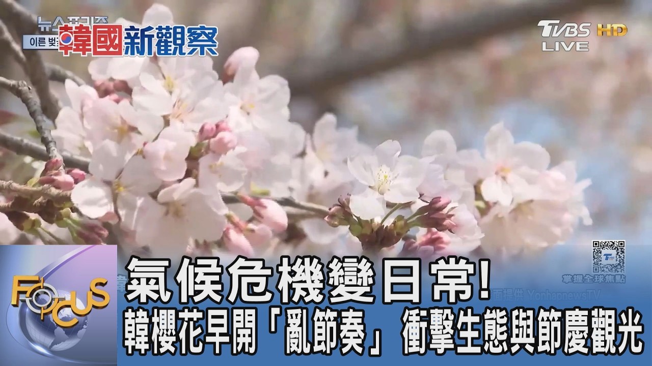 氣候危機變日常！韓櫻花早開「亂節奏」 衝擊生態與節慶觀光