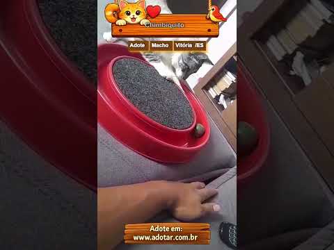 Vídeo de Chimbiquito