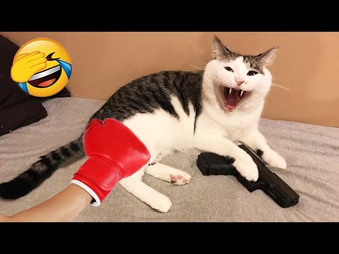 𝐘𝐨𝐮 𝐋𝐚𝐮𝐠𝐡 𝐘𝐨𝐮 𝐋𝐨𝐬𝐞😹𝐅𝐮𝐧𝐧𝐢𝐞𝐬𝐭 𝐃𝐨𝐠𝐬 𝐚𝐧𝐝 𝐂𝐚𝐭𝐬 𝟐𝟎𝟐𝟒😹