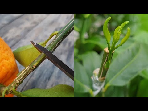 Grafting a Orange  branch on Lemon Tree by Cleft grafting | Grafting Citrus Trees | Grafting Plants