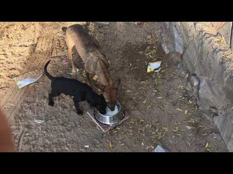 Day 1 - Feeding Puppies & their Mother - Food For Paws - Satvik Seva