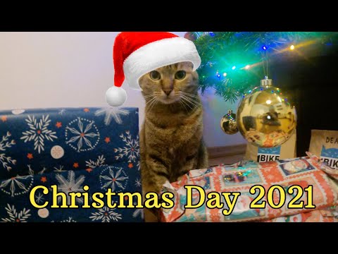 Nala Cat's Christmas Day 2021 🎁🎄😻
