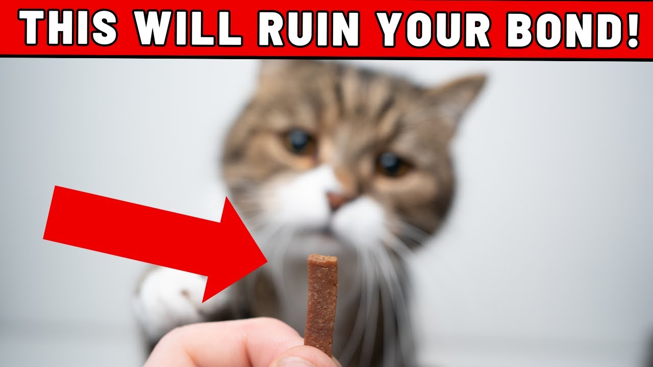 WARNING: 10 Mistakes That Will Ruin the Bond with Your Cat