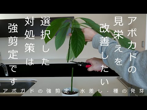 American Gleditschia、オサガサの木 植物