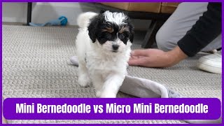 Mini Bernedoodle Vs Micro Mini Bernedoodles - What Is A Micro Mini Bernedoodle