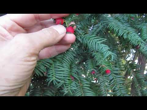 EIBEN-Früchte - ohne Samen genießbar