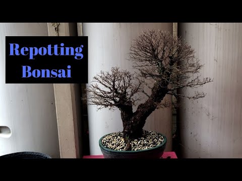 How to repot bonsai, Seiju elm Chinese elm