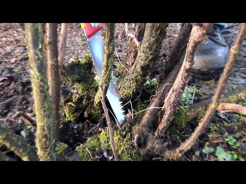 Schnittanleitung: Johannisbeer-Sträucher schneiden (Winterschnitt)