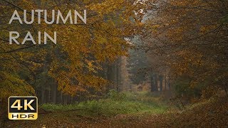 4K HDR Autumn Rain - Relaxing Rain Sounds on Forest Foliage - UHD Nature Video