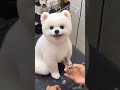 Cute Dog Dog Shorts