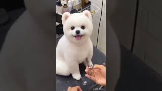 Cute dog 😍 #dog #shorts