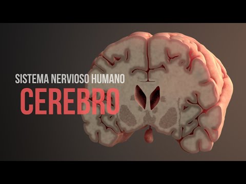 ¿Cómo funciona el cerebro? (Animación)