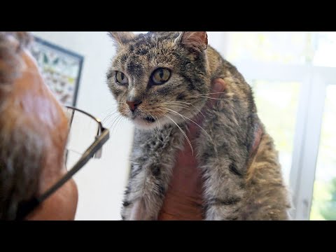 Steuern für die Katz: Nicht nur Hunde sollen zahlen (SPIEGEL TV für ARTE Re:)