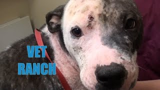 Pup Saved and Transformed - INSIDE and OUT!