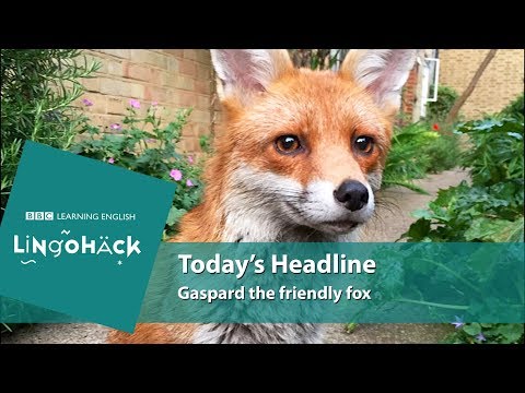 download lagu mp3 mp4 Lingo Fox, download lagu Lingo Fox gratis, unduh video klip Lingo Fox