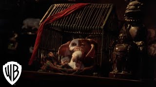 Video trailer för Gremlins 2: The New Batch | Weird Things in Downtown | Warner Bros. Entertainment