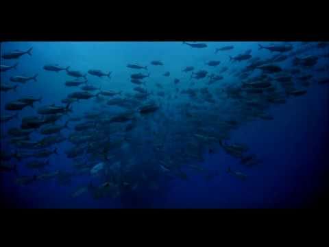 Seen on IMAX - Ocean Oasis (Trailer)