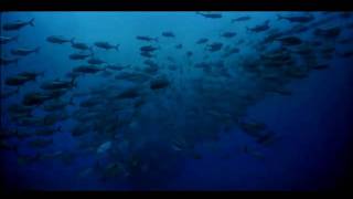 Seen on IMAX - Ocean Oasis (Trailer)