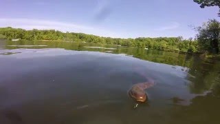 Curious Water Snake - Kentucky Lake