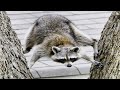 Animals Doing Funny Things Best Of Video 2024