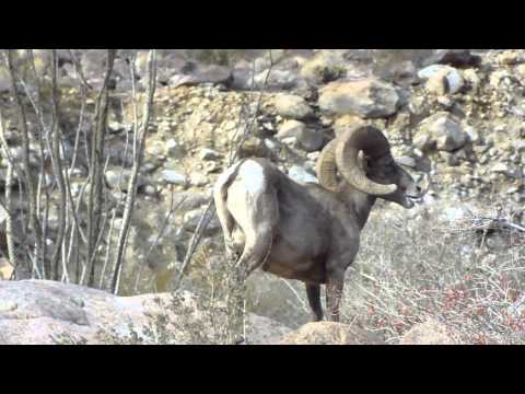 Borrego Ram