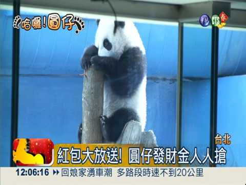 圓仔萌翻了! 過年全台"人氣王"