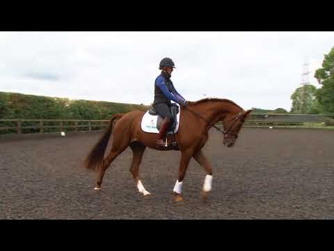 Training the Young Horse for Eventing - A Relaxing Warm up