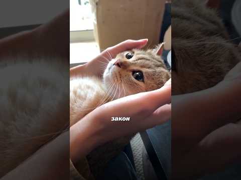 В Швейцарии даже кошки живут лучше большинства людей.