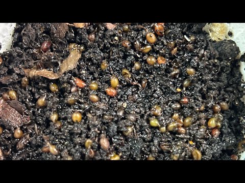 Breeder Bins Managing for Success - Analyzing and Fixing Breeder Bin Failure