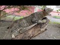 The Gray Cat Attacks From The Tree Jumps From A Tree Attacking Everyone