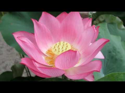 Sananda 12:12 Guided Meditation