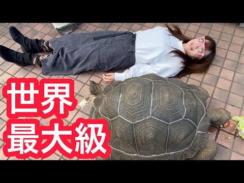 世界最大のカメ