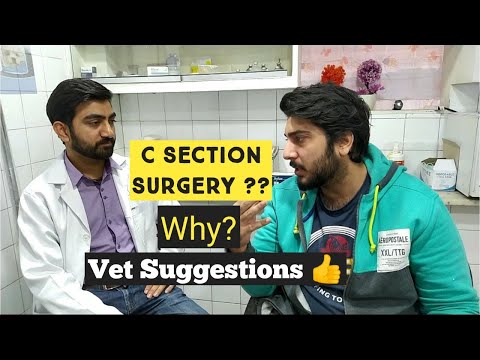 CESAREAN Section in Cat's & Dogs | My Cat not delivering her Kitten