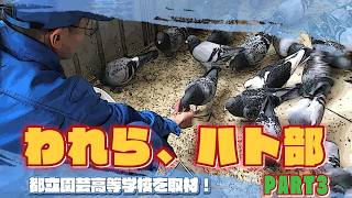 ハトを馴らす！「われら、ハト部」③