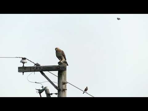 Red tailed Hawk - Cathy P's Wild Bird Garden - Downers Grove, IL