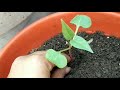How to grow Mirabilis Jalapha/4 O'clock plant from seeds in hindi (Part - 2)
