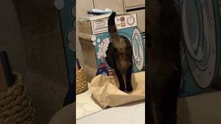 最近のブームらしい #shorts #猫のいる暮らし #ねこライフ #cat #猫のいる風景  #catshorts