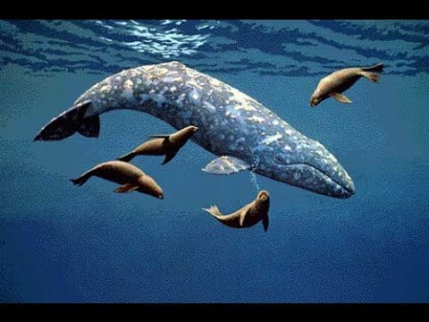 Серые киты Сахалина