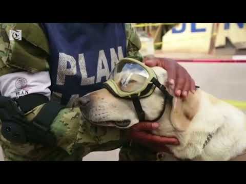 Frida the rescue dog emerges as a Mexico quake hero