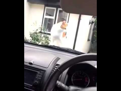 Katze erschreckt sich vor Hupe