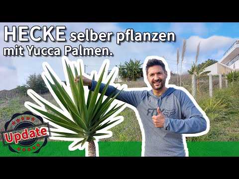 Grow your own hedge from yucca palms!!! Only from cuttings and sprigs (scions)!
