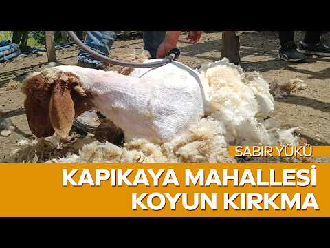 Sabır Yükü Bu Hafta Kapıkaya’da! Koyun Kırkımının Emek Dolu Hikayesi