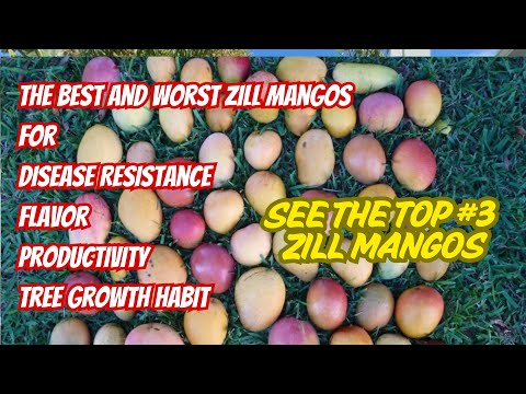 Top Mango Varieties to Grow in 2025: Zill High Performance Plants