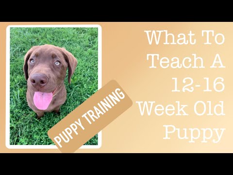 What Does A 12-16 Week Old Puppy Need to know?