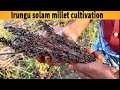 இருங்கு சோளம் சாகுபடி நுட்பங்கள் இரு