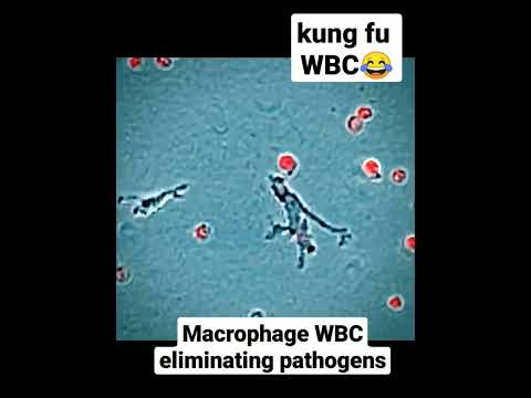 This is how our  Immune System works 💪