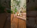How To Grow Tamarind Seeds How To Grow Imli Seeds