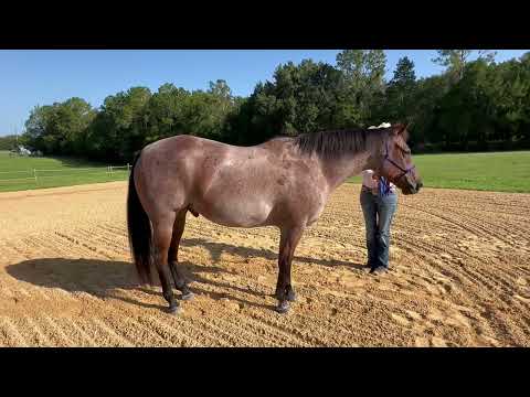 LGR July/ FQHR Sweet Whiskey-Mary Ann Kocolowski/ Green Horse Ranch Conformation WTL
