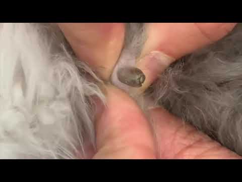 3 CRAZY Skin Conditions I see in Cats Every Day!