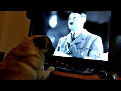 YouTube comedian Count Dankula convicted over' grosslyoffensive Nazi salute dog video